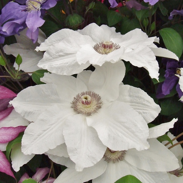 Clematis Fuyu-no-tabi